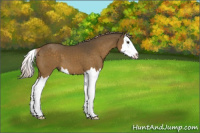 Horse Color:Chocolate Palomino Splash 