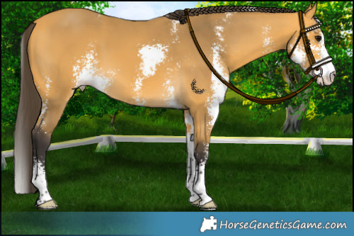 Horse Color:Buckskin Sabino