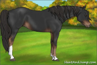 Horse Color:Liver Chestnut Tobiano 