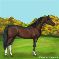 Horse Color:Brown Tobiano 