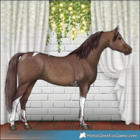 Horse Color:Chocolate Brown Dun Tobiano