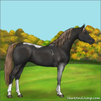 Horse Color:Liver Chestnut Tobiano 