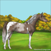 Horse Color:Liver Red Dun Tobiano 