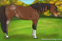 Horse Color:Buckskin Tobiano 