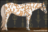 Horse Color:Palomino Appaloosa