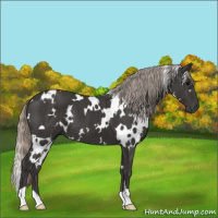 Horse Color:Gray White Spotted Silver Black 