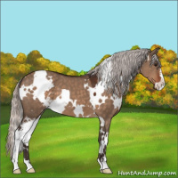 Horse Color:White Spotted Silver Brown Dun Sabino