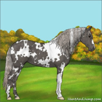 Horse Color:White Spotted Silver Black