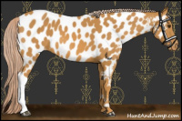 Horse Color:Palomino Near Leopard 