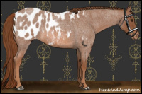 Horse Color:Red Roan Appaloosa Rabicano