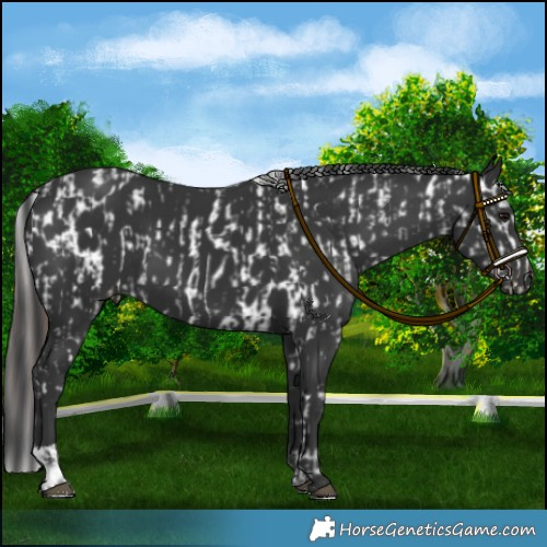 Horse Color:Black Appaloosa  and Black 