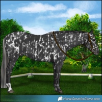 Horse Color:Black Appaloosa  and Black