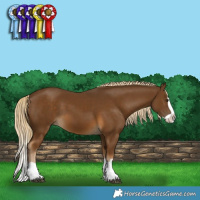 Horse Color:Chocolate Palomino Splash 