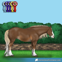 Horse Color:Chocolate Palomino Splash 