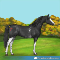 Horse Color:White Spotted Black 