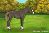 Horse Color:Chocolate Palomino Splash 
