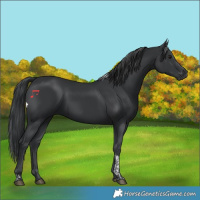 Horse Color:Black Tobiano 