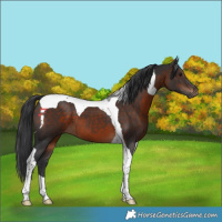 Horse Color:Brown Tobiano 