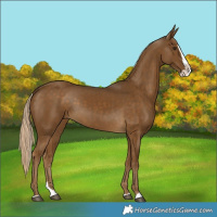 Horse Color:Chocolate Palomino Splash