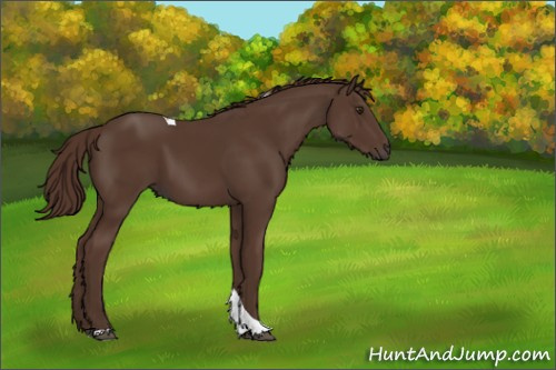 Horse Color:Liver Chestnut Tobiano 