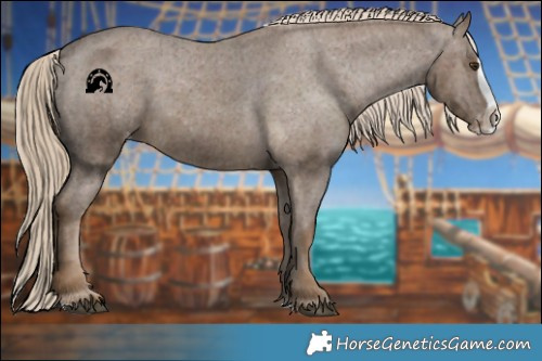 Horse Color:Chocolate Palomino Splash Appaloosa