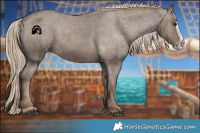 Horse Color:Chocolate Palomino Splash Appaloosa 