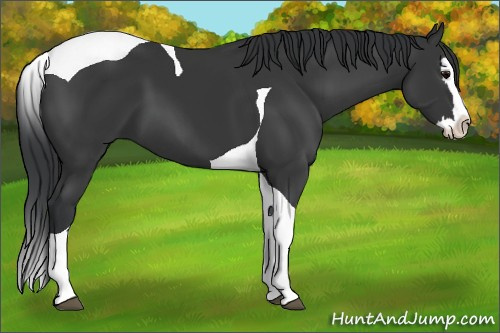 Horse Color:Black Splash Tobiano 