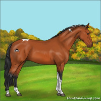 Horse Color:Bay Tobiano 