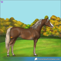 Horse Color:Chocolate Palomino Splash 
