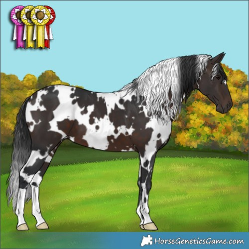 Horse Color:White Spotted Brown 