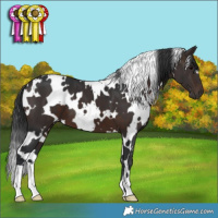 Horse Color:White Spotted Brown 