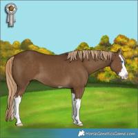 Horse Color:Chocolate Palomino Splash 