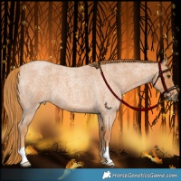 Horse Color:Red Roan