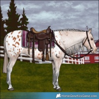 Horse Color:Bay Appaloosa 