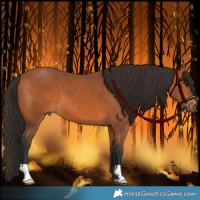 Horse Color:Bay 