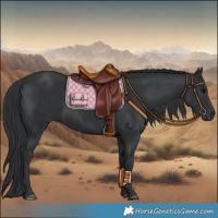 Horse Color:Black 