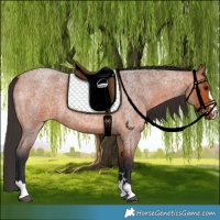 Horse Color:Bay Roan 