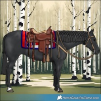 Horse Color:Black 
