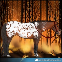 Horse Color:Bay Appaloosa 