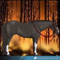 Horse Color:Smoky Black 