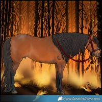 Horse Color:Bay 