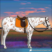 Horse Color:Bay Appaloosa