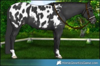 Horse Color:Black Appaloosa 