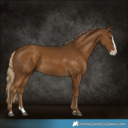 Horse Color:Chocolate Palomino Splash 