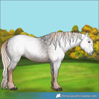 Horse Color:Gray Chocolate Palomino Splash 