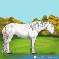 Horse Color:Bay Appaloosa  and Amber Champagne Appaloosa 