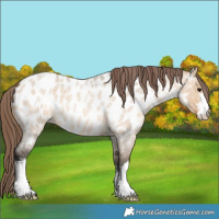 Horse Color:White Spotted Bay Roan Dun Appaloosa