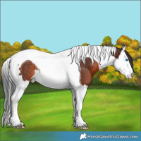 Horse Color:White Spotted Brown Splash Tobiano Rabicano