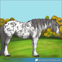Horse Color:White Spotted Black Appaloosa 
