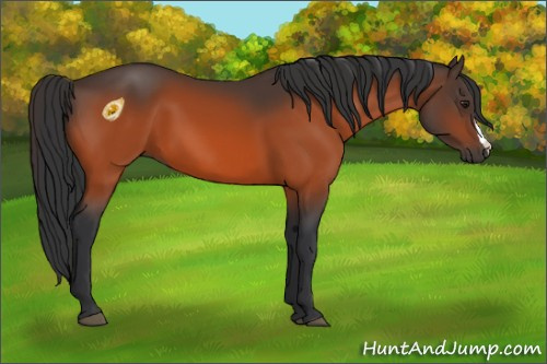 Horse Color:Unknown 